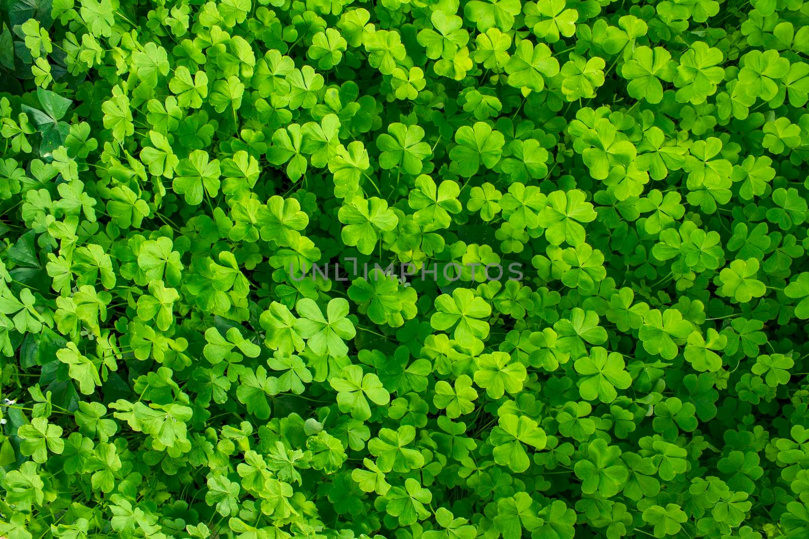 Clover field in the garden top view.