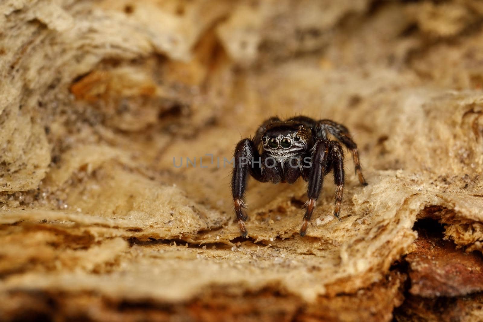 Spectacular jumping spider sits on a birch tree peel. Dangerous predator nature habitat. Background like Mars canyon view