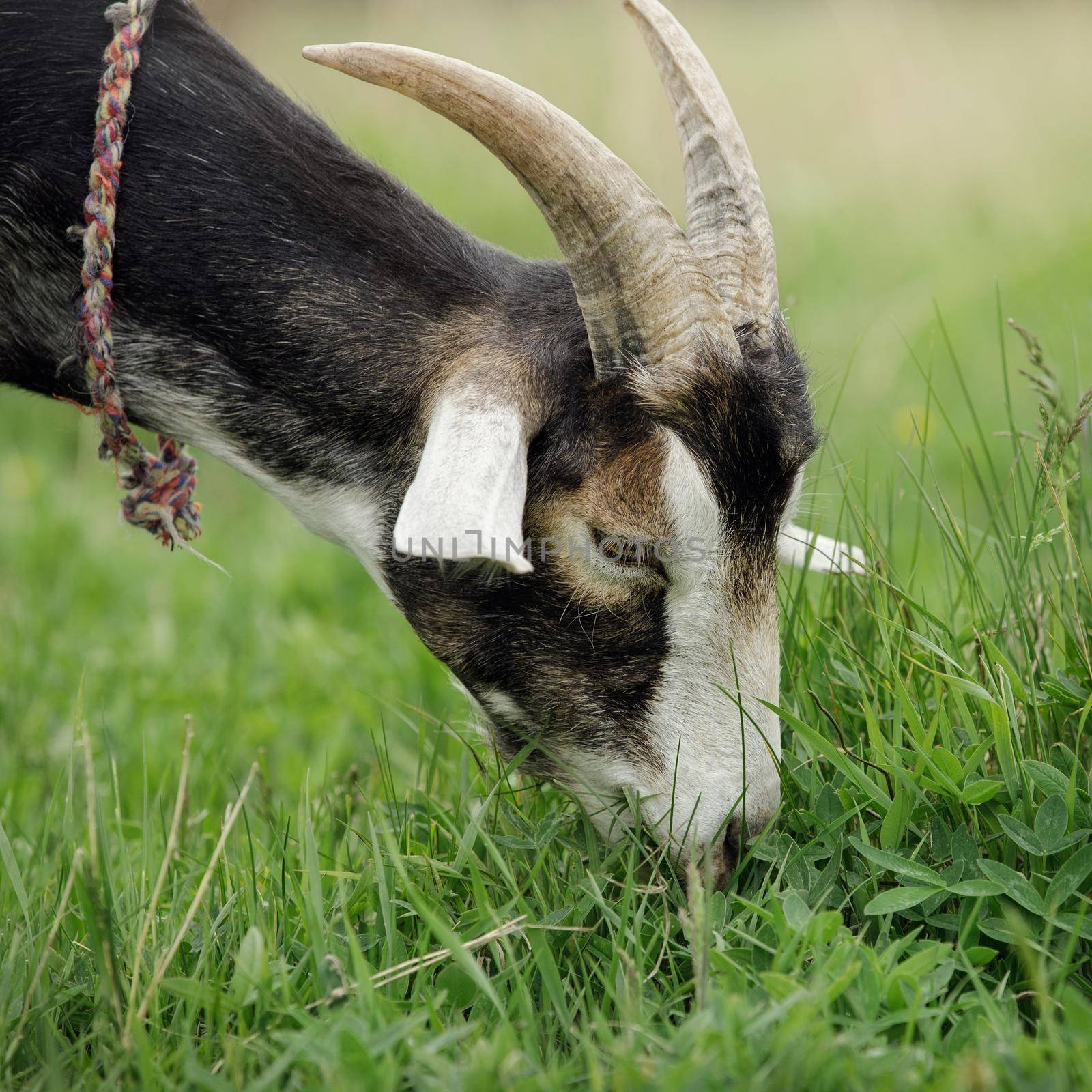 Close-up portrait of a horny goat eating fresh clover by Lincikas