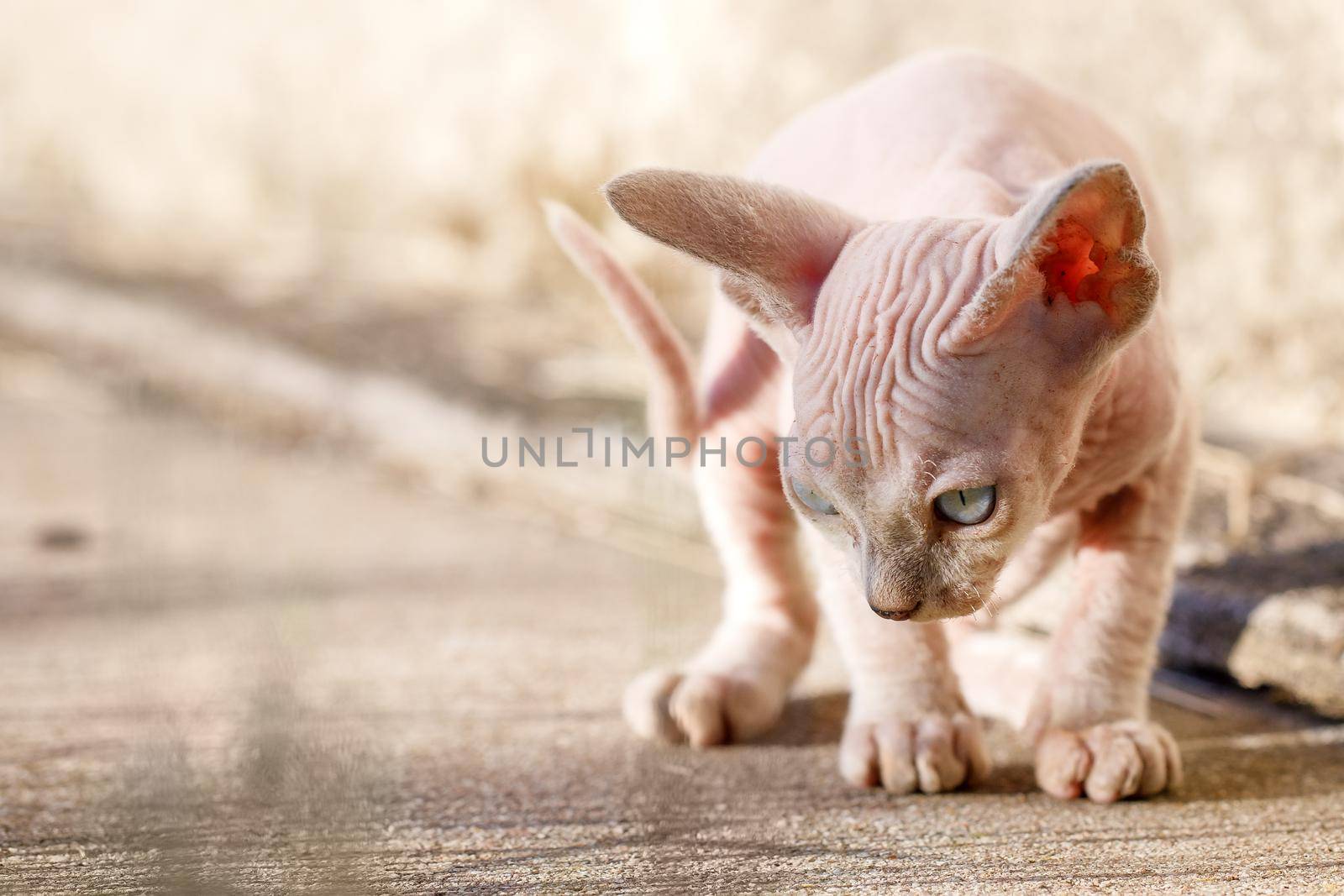 Cute Canadian sphynx cat walks on a concrete pathway. A sad hairless kitten in house foundation background . Concept, pet love, animal life, cats breeding, enjoy freedom