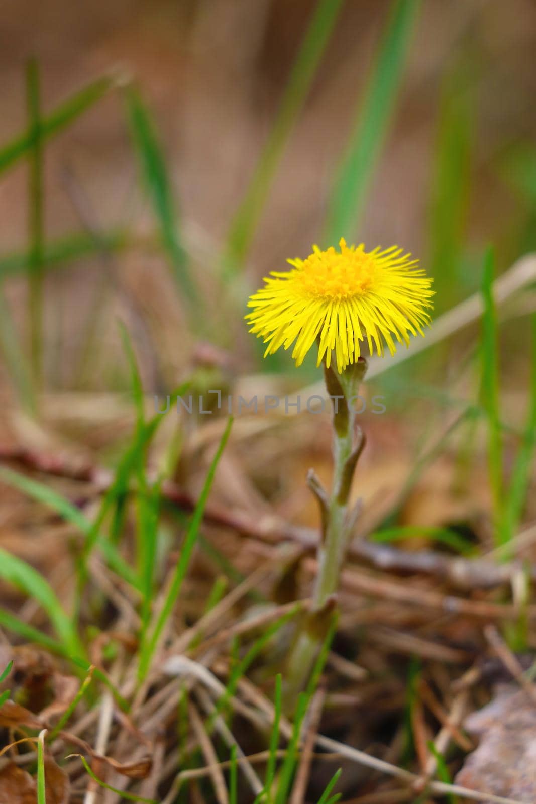 Beautiful view of the yellow flower in autumn in the forest