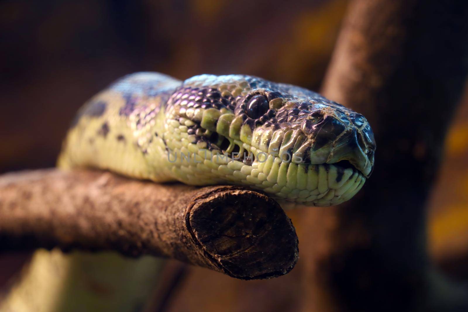 Close-up on a snake on a tree branch