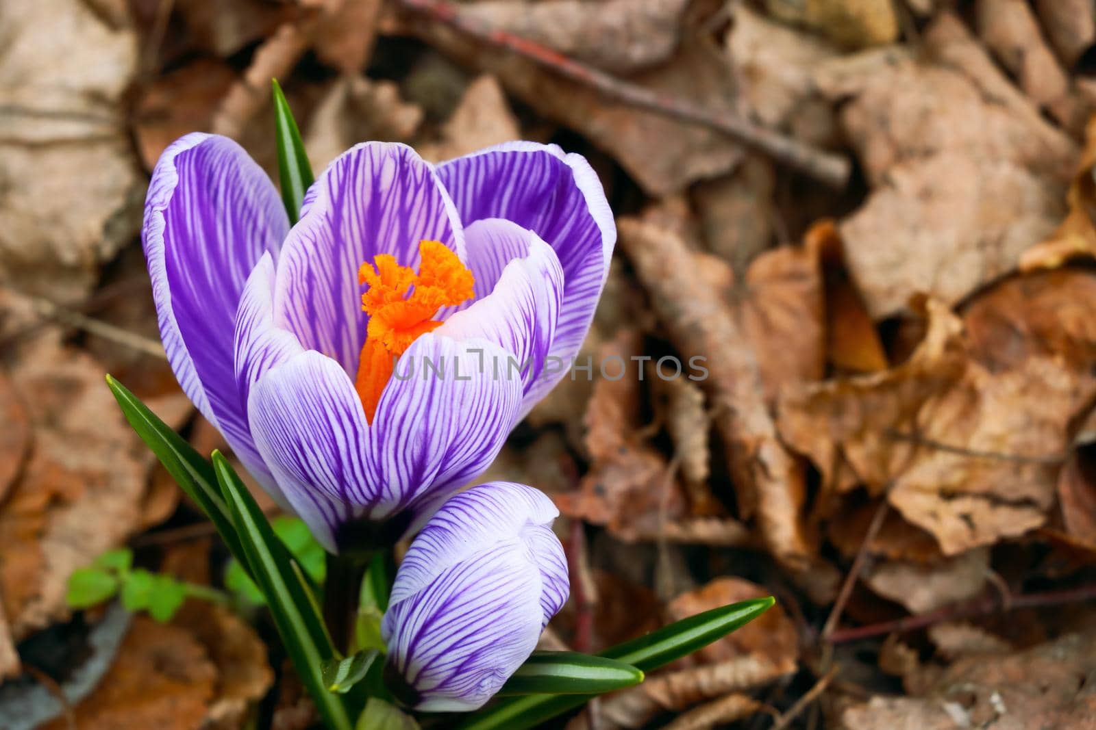 Blooming crocus in spring on a sunny day in the park