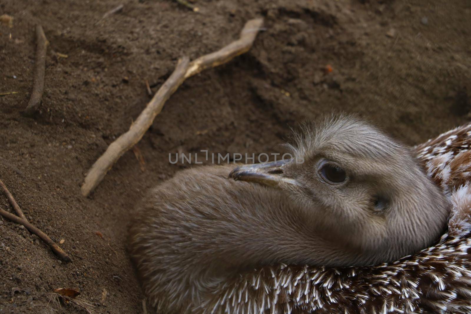 The ostrich sits in the sand and looks attentively