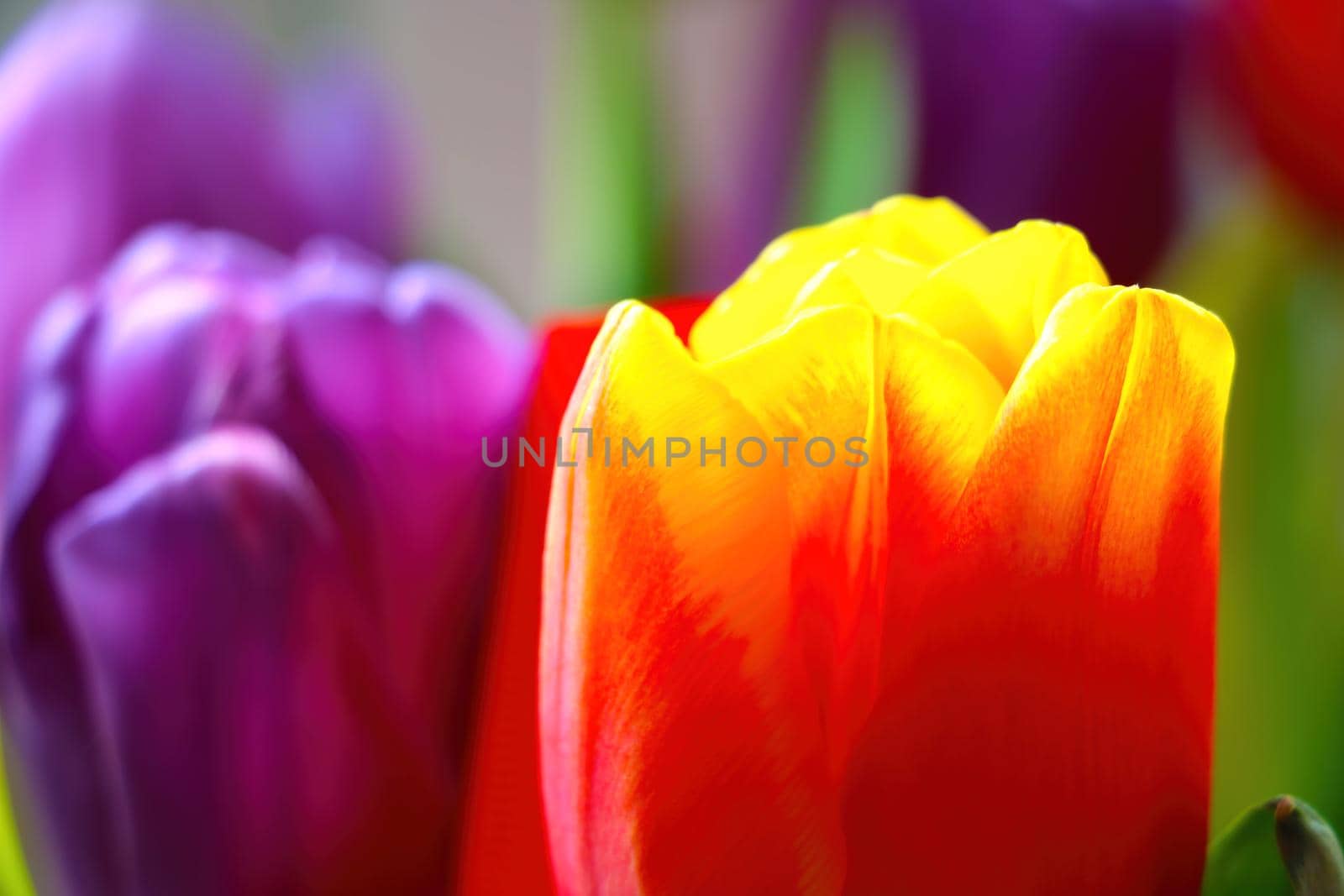 Beautiful fragrant blooming tulips in the park