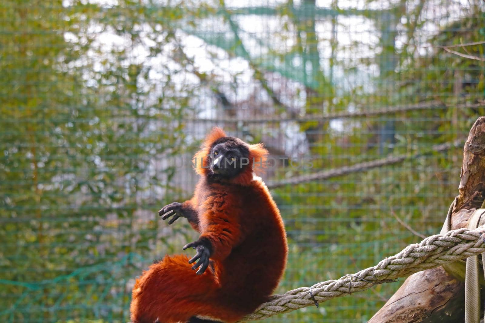 Close-up on a red lemur on a tree. Out of focus