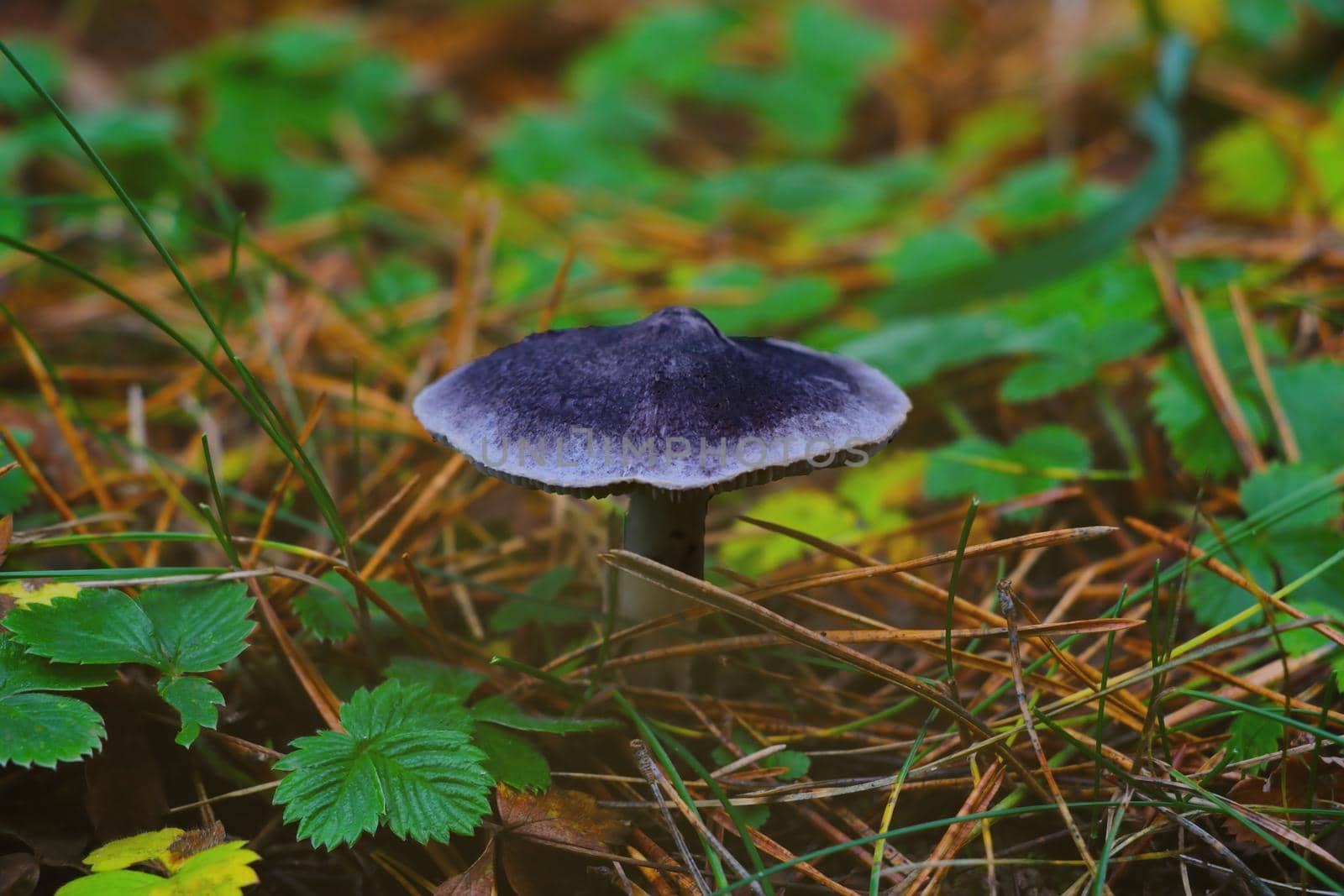 The gray mushroom grows in a clearing in the autumn in the forest
