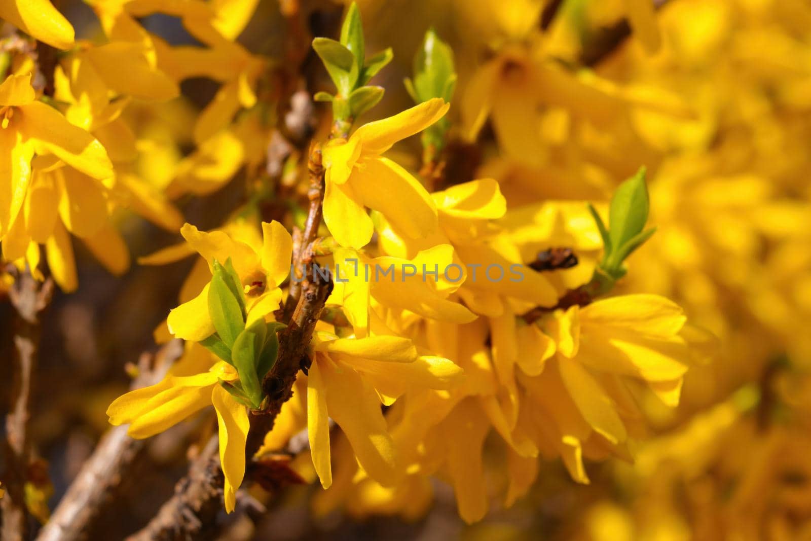 Yellow blooming forsythia in the park in spring. Beautiful color, trend of the year