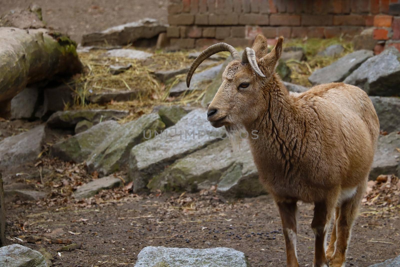 View of an adult ibex. Big strong horns