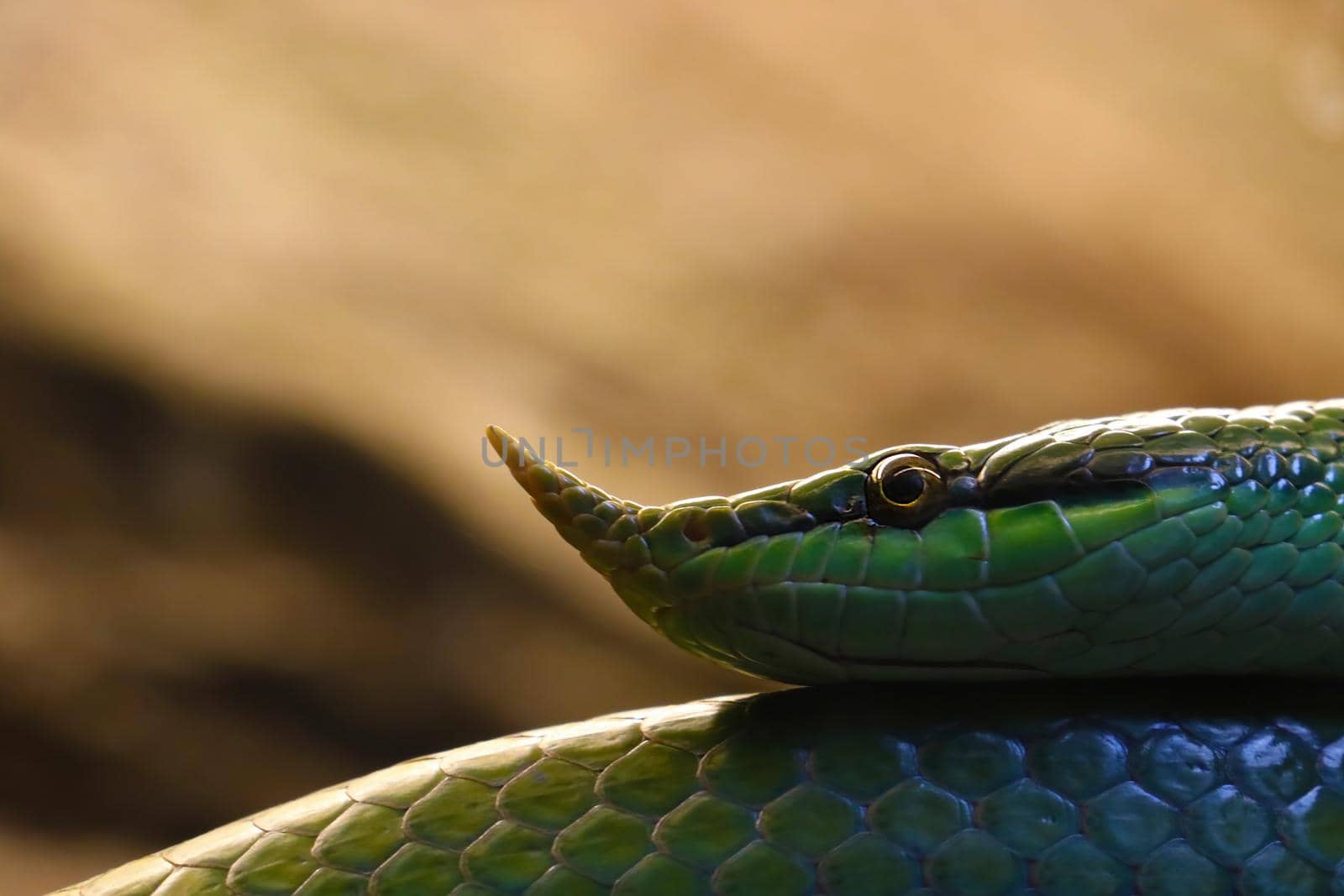 Close-up of a green snake with a nose, out of focus