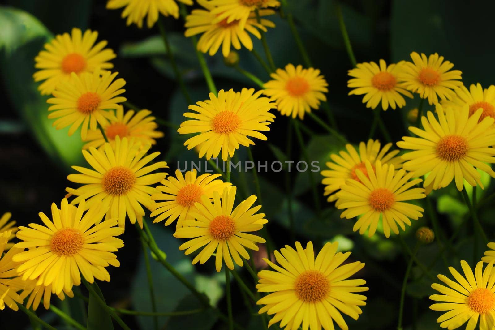 Beautiful yellow flowering daisies in the park