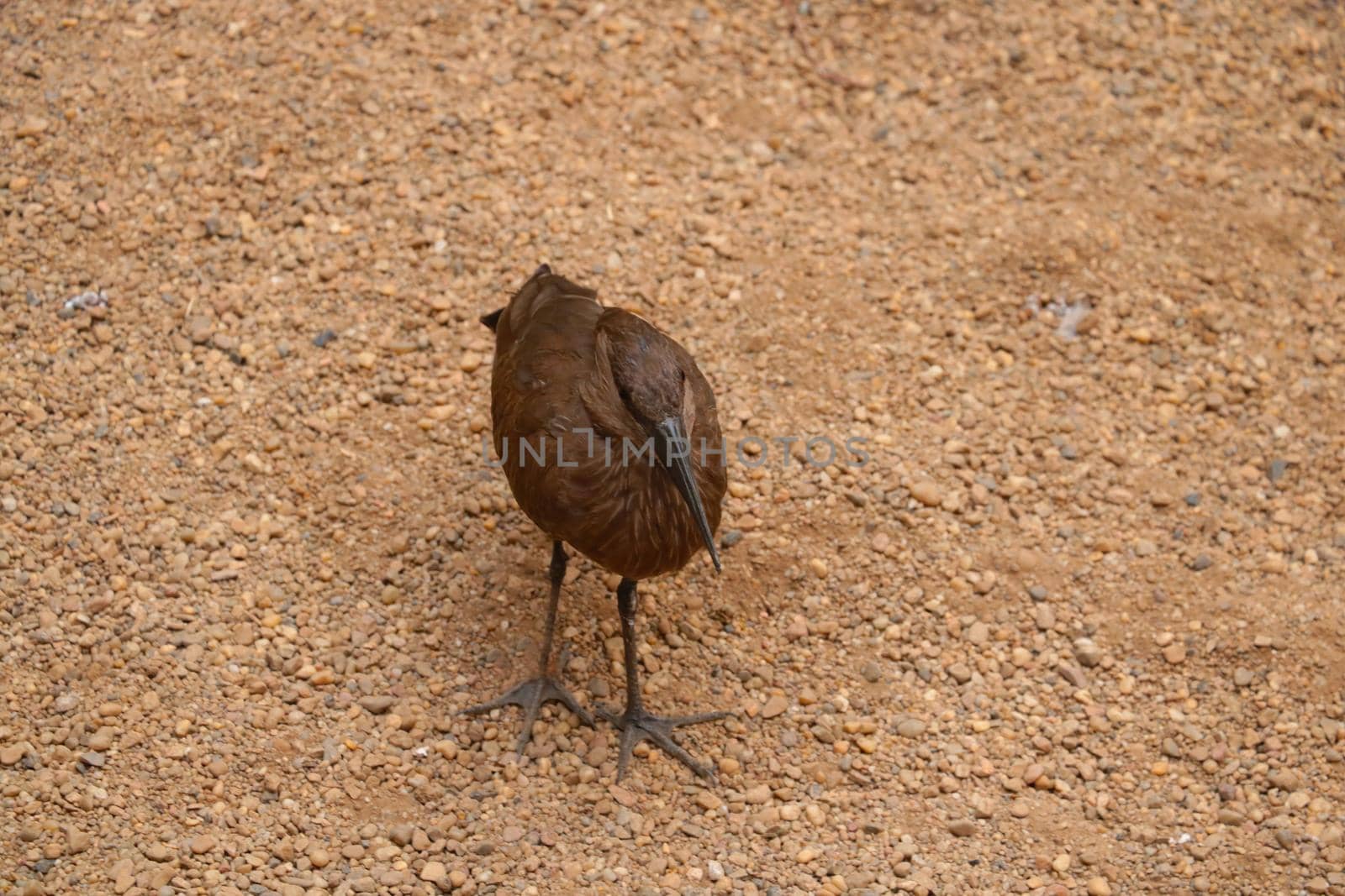 Beautiful dark brown bird on the sand, out of focus, blurred