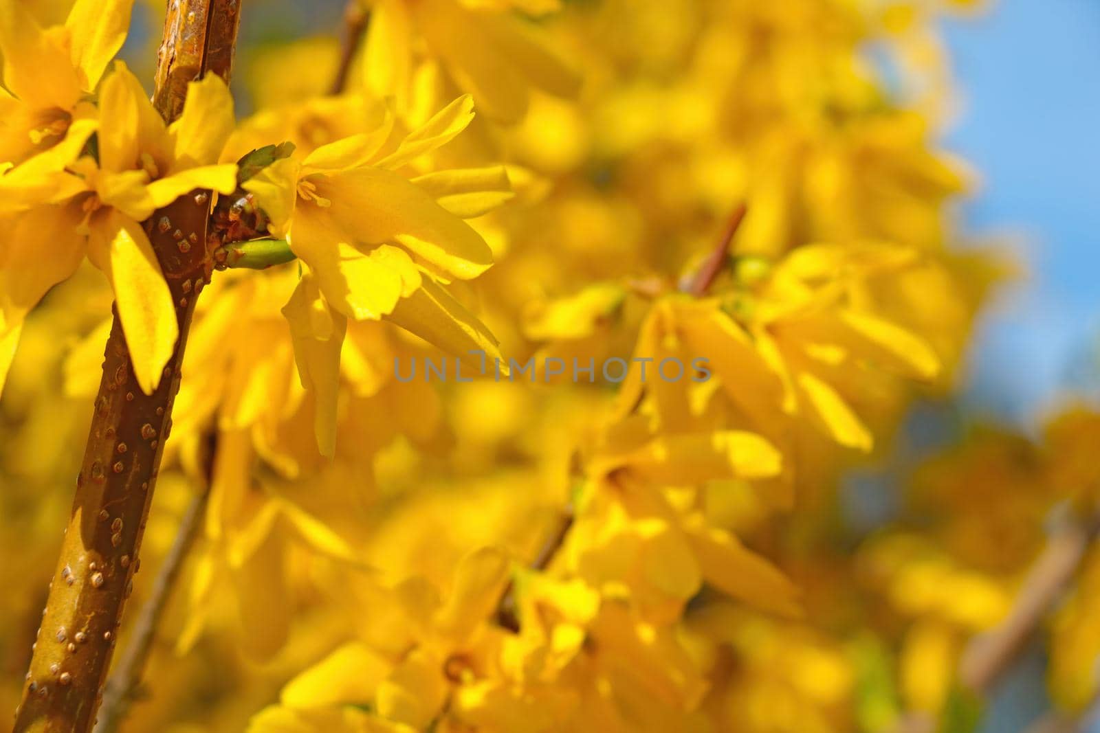 Blooming yellow forsythia in spring in the park