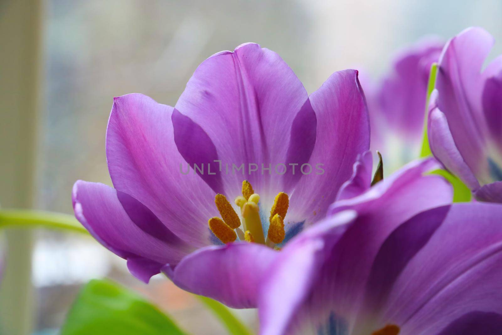 Beautiful blooming tulip. Congratulations with a bouquet of fresh flowers