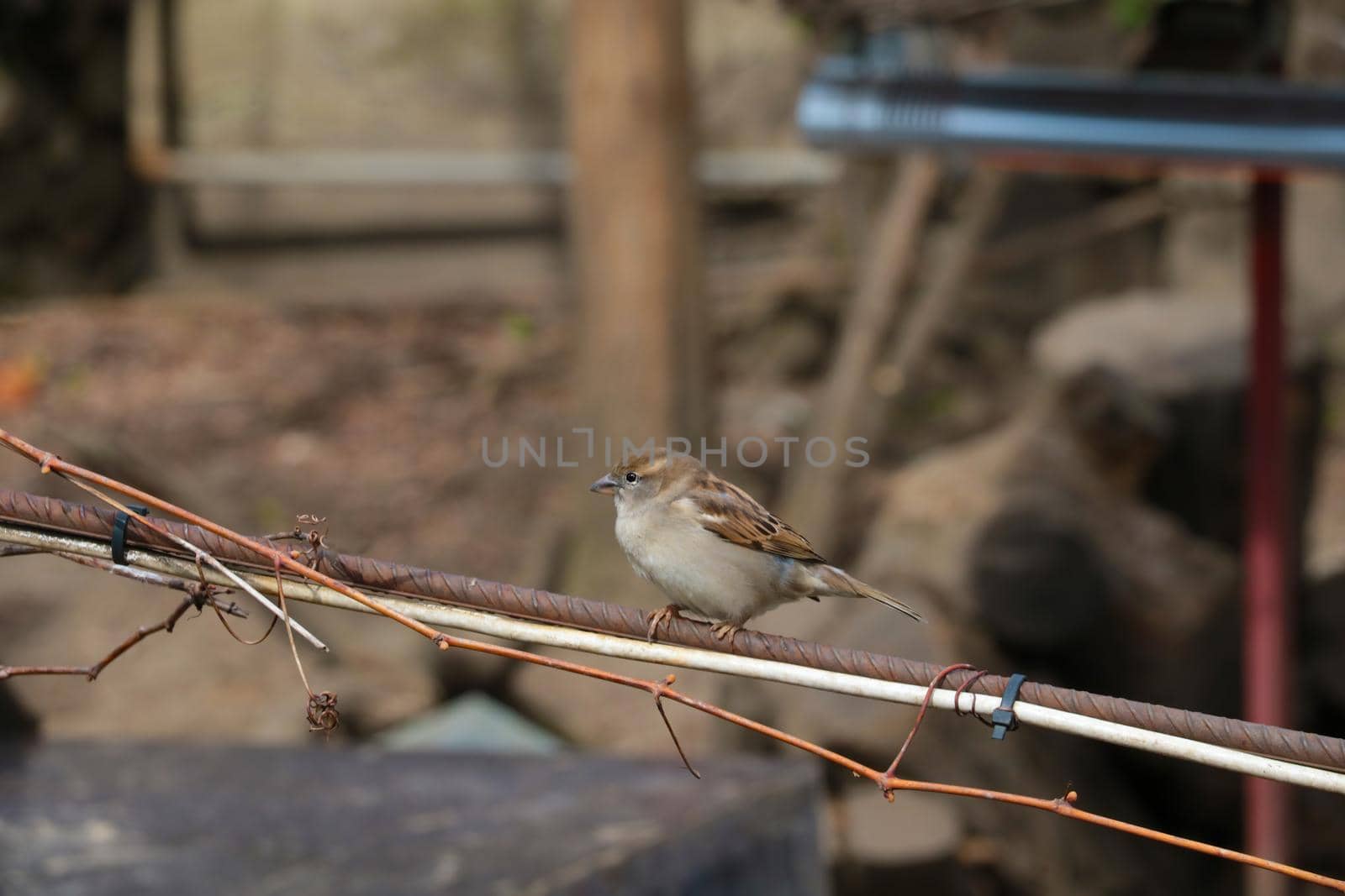 A sparrow sits on an iron bar