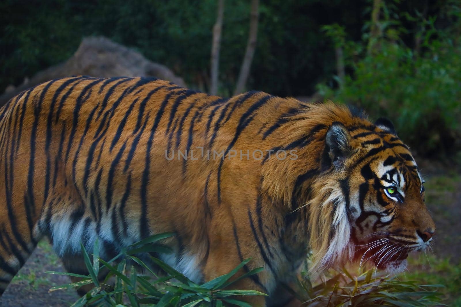 Close-up of a beautiful adult tiger in the green