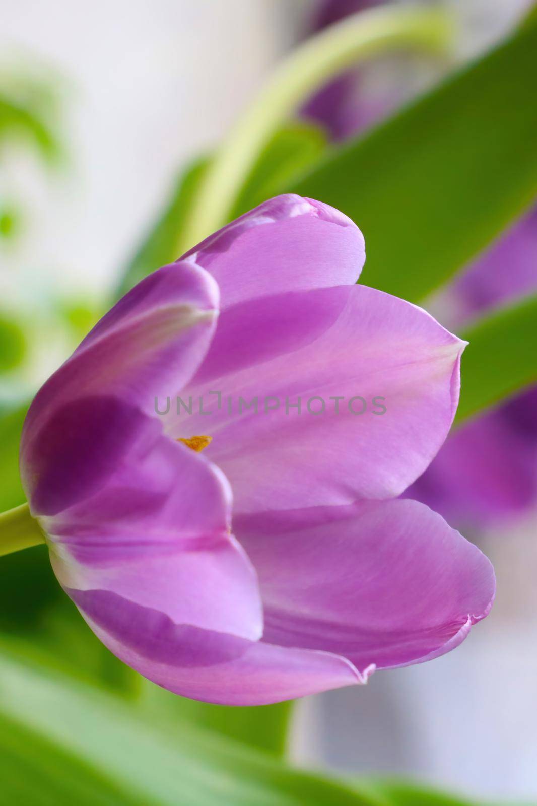 Beautiful blooming tulip. Congratulations with a bouquet of fresh flowers