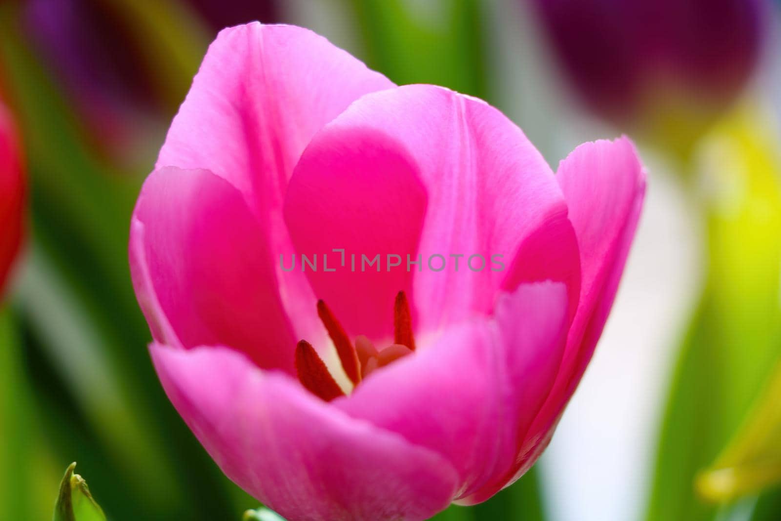 Blooming pink tulip in the garden on a sunny day