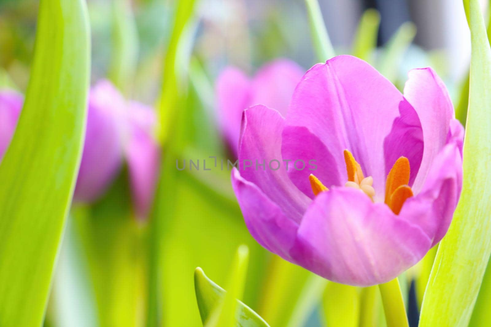 Beautiful fragrant blooming tulips in the garden