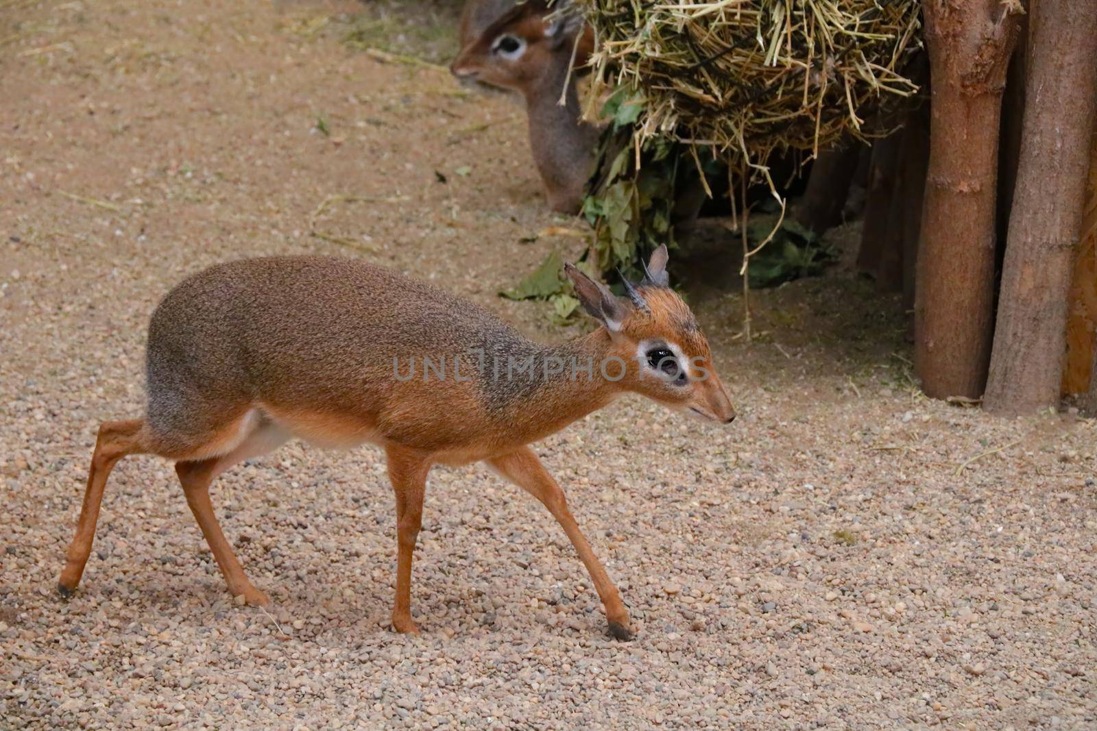 Close-up on a small antelope, wild dik