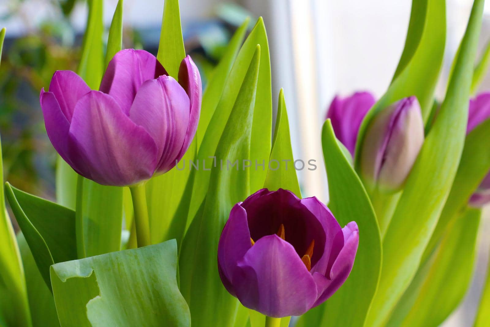 Blooming tulips in the park in spring on a sunny day. Fragrant scent from flowers