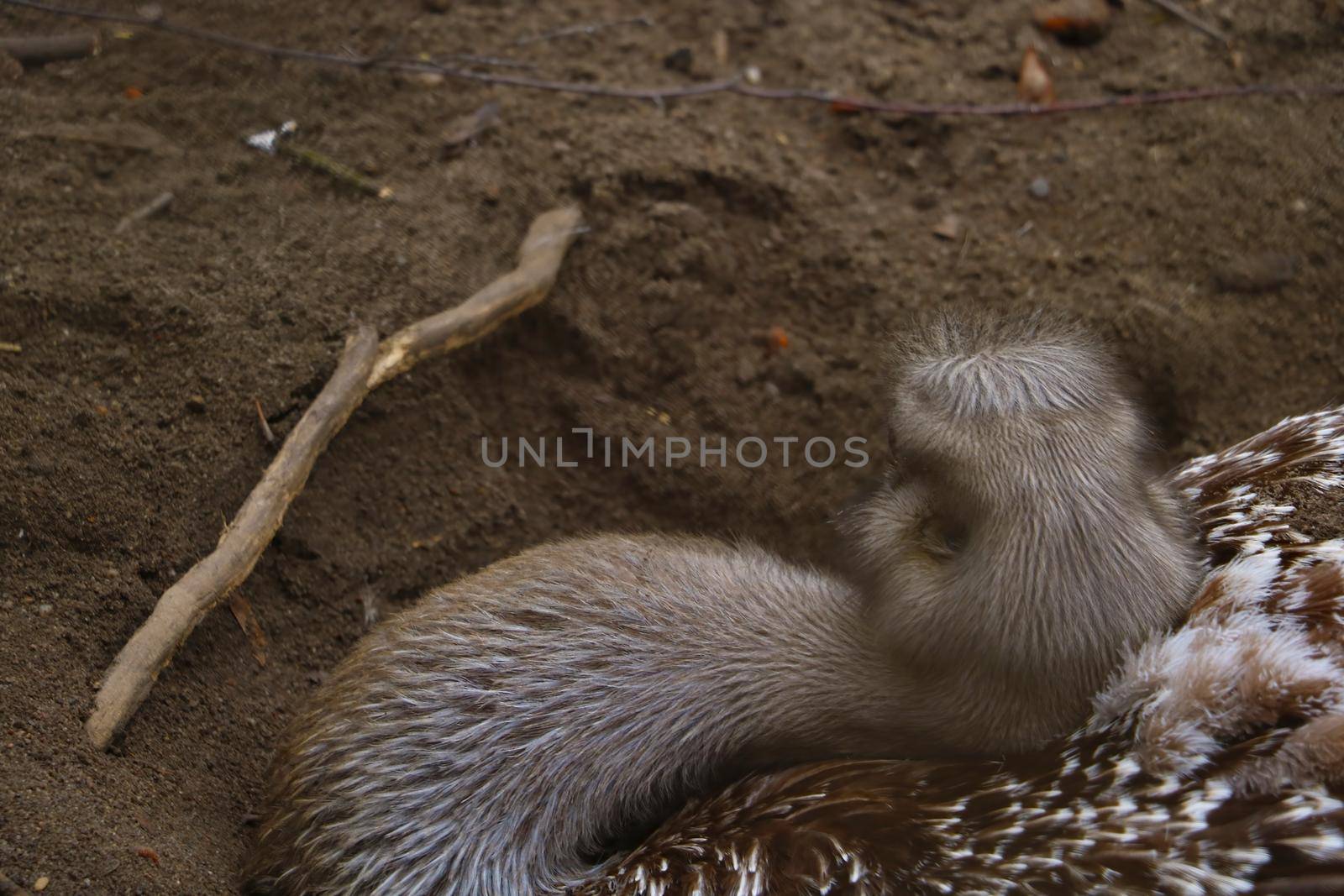 Out of focus. Blurred background. The ostrich sits in a sand pit