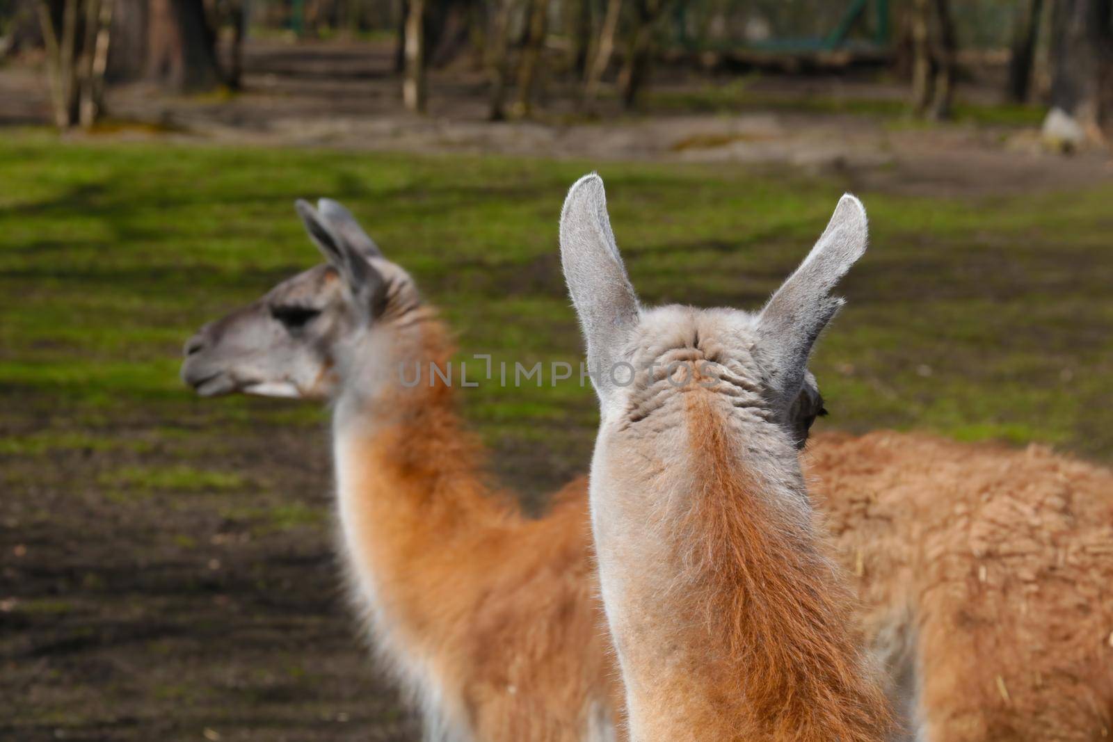 Beautiful adult llama in the animal park. Out of focus, blurred