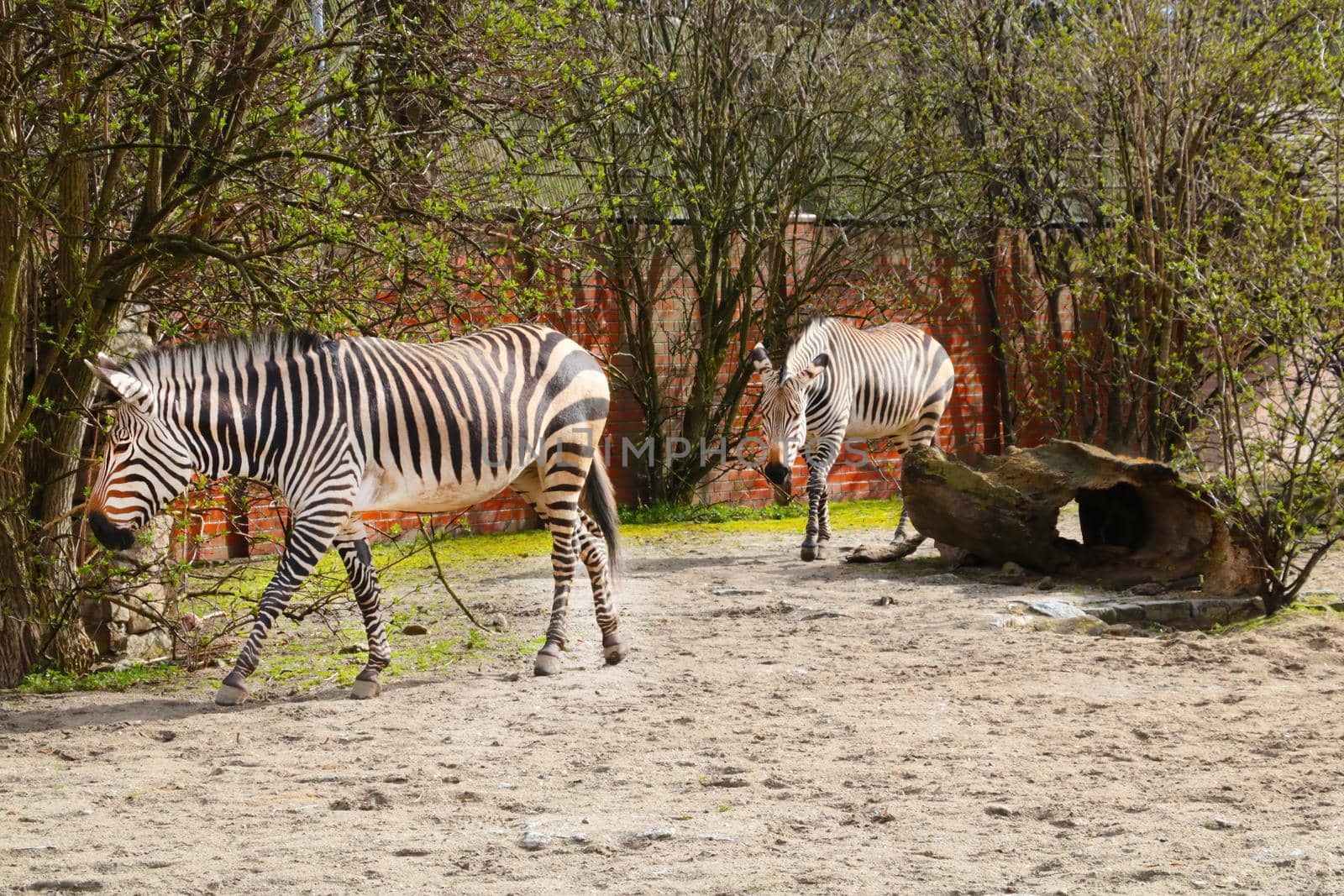 Beautiful two zebras walk after each other