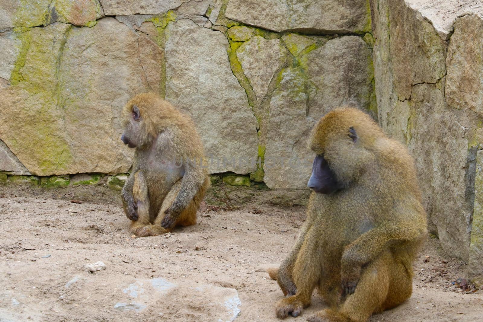 Close-up on monkeys that are sitting on the ground