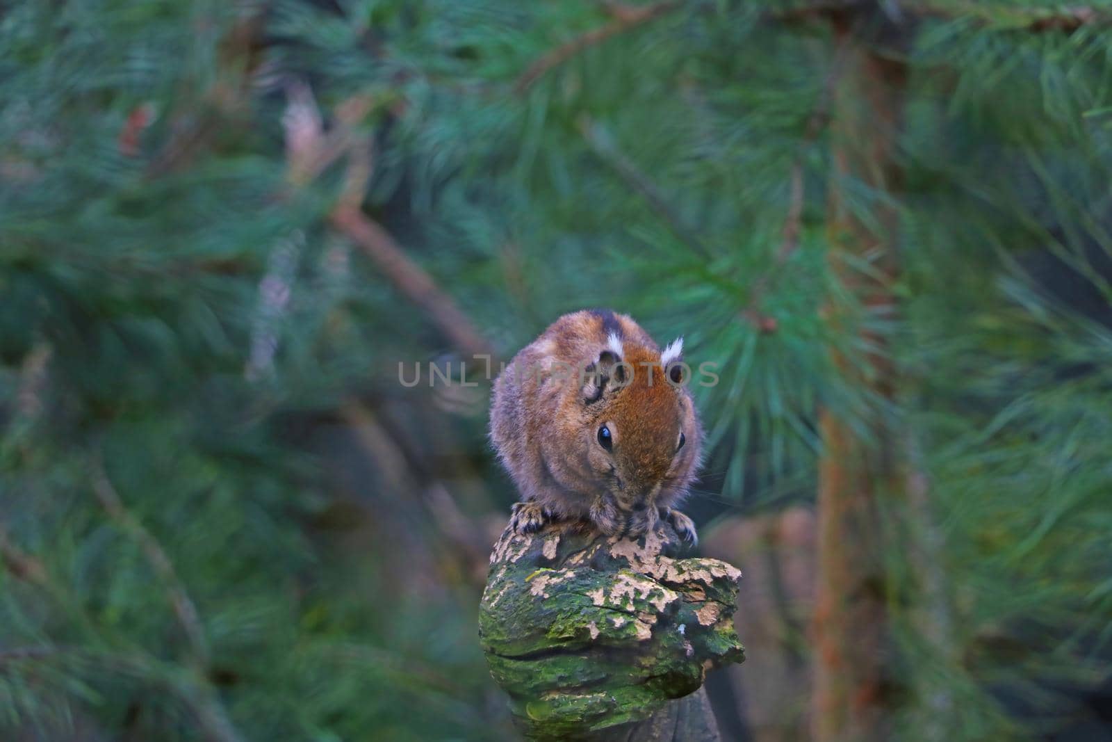 A small squirrel sits on a tree and eats a nut