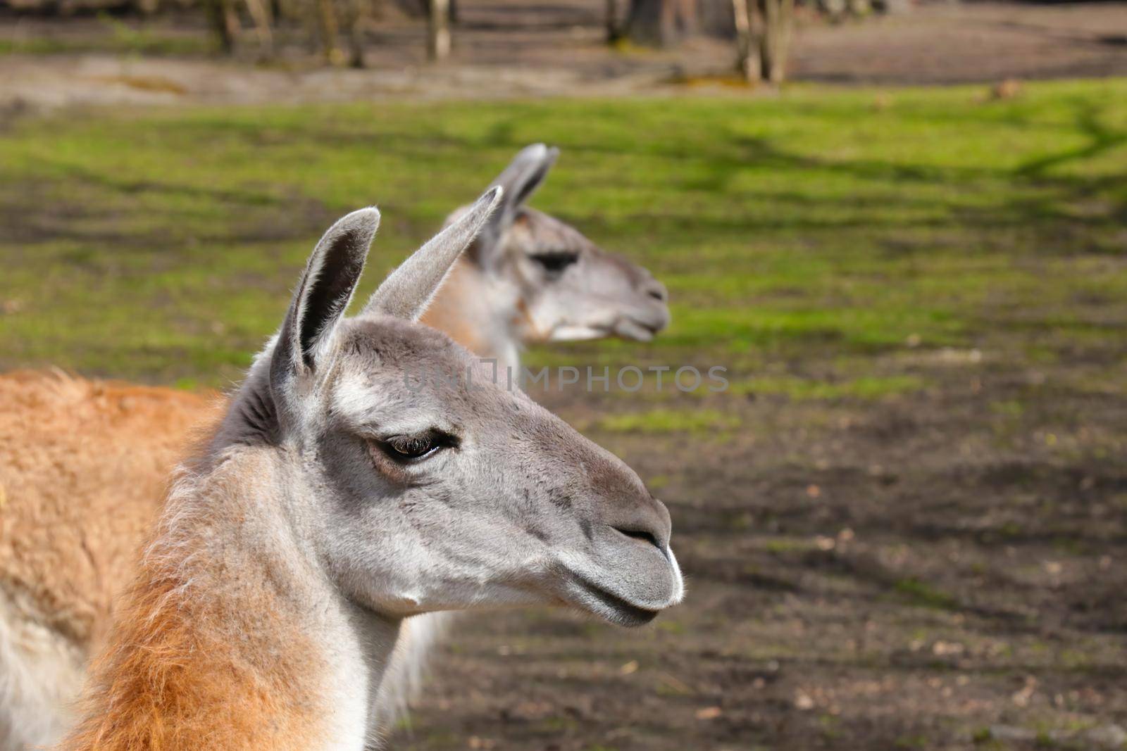 Beautiful adult llama in the park on a sunny day