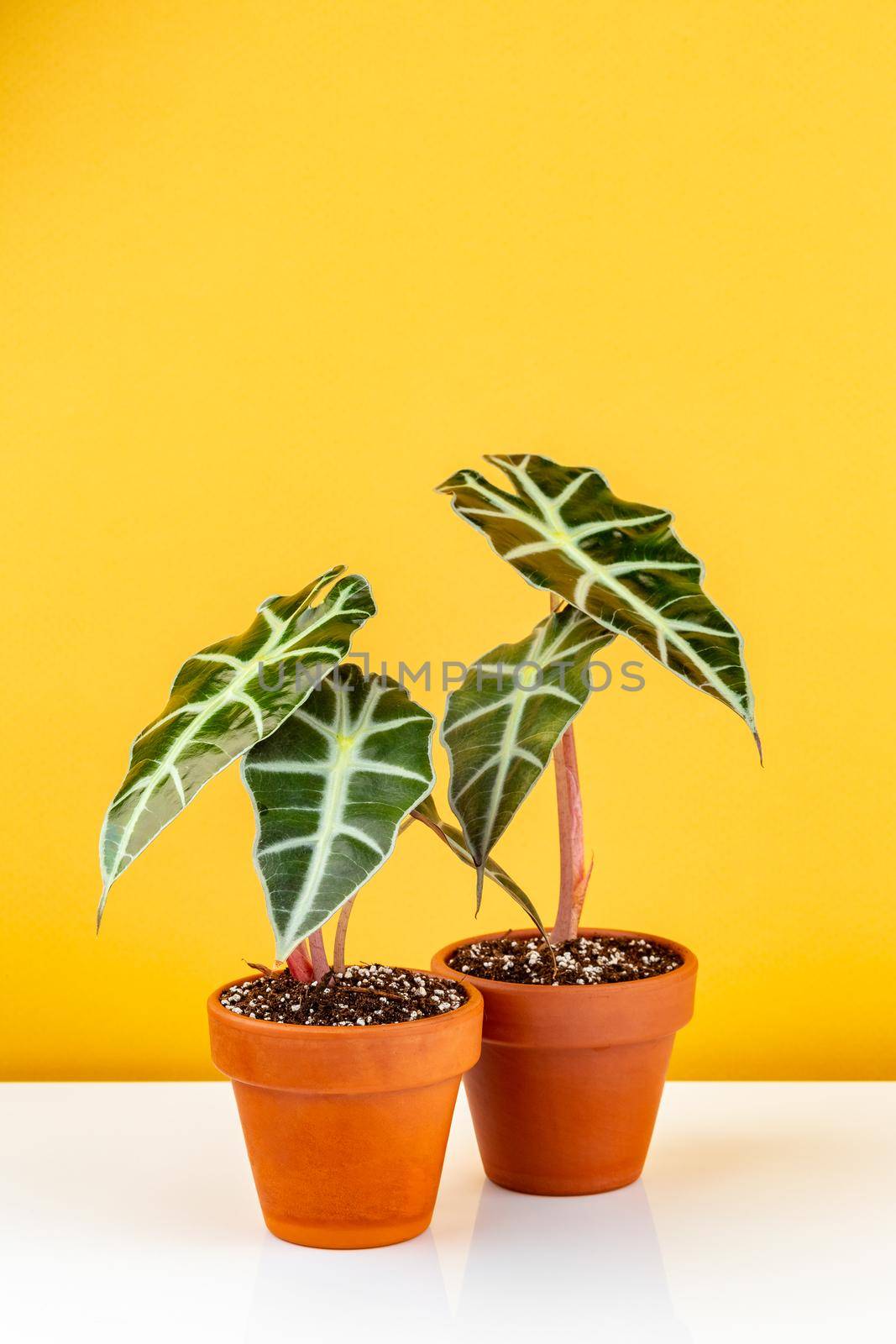 Alocasia Polly or Alocasia Amazonica and African Mask Plant potted in terracota ceramic planters