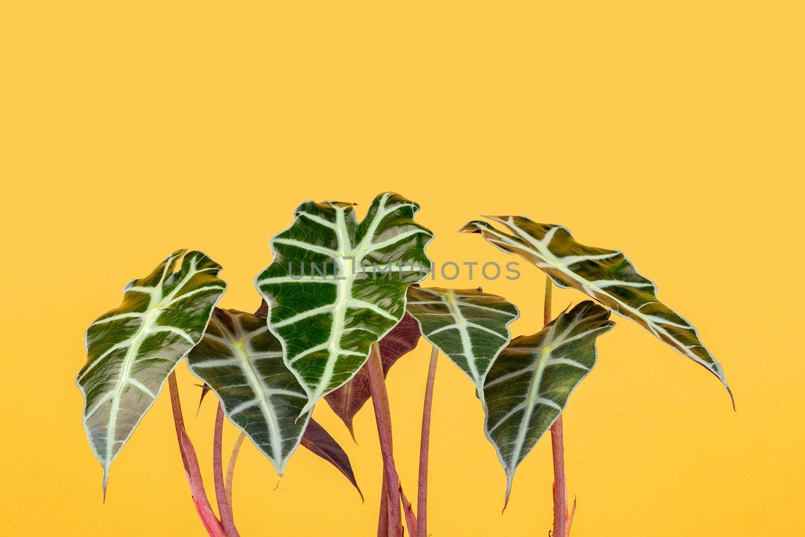 Alocasia African Mask plant over yellow background by Syvanych