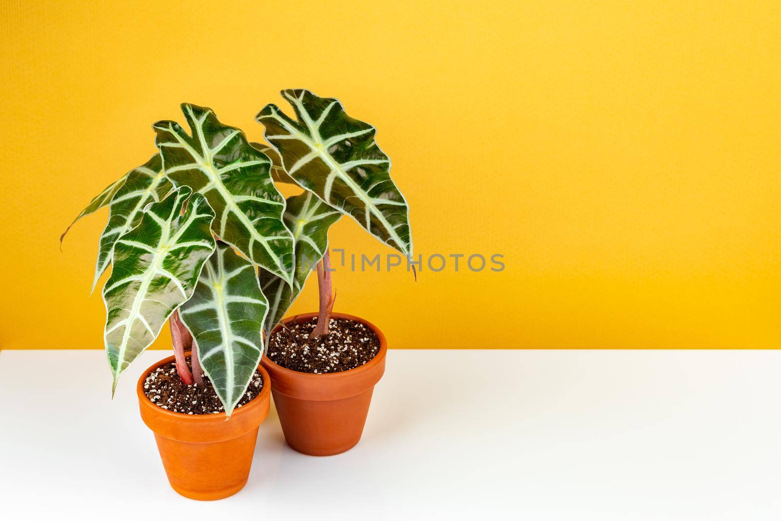 Alocasia Polly or Alocasia Amazonica and African Mask Plant potted in terracota ceramic planters