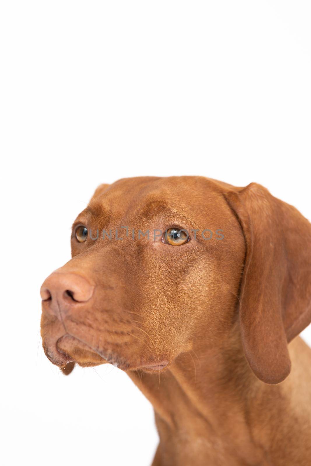 Front view of the dog's head alone. Hungarian Shorthaired gelding ideal hunting animal for hunters. Close-up view of the head alone of a purebred female dog.