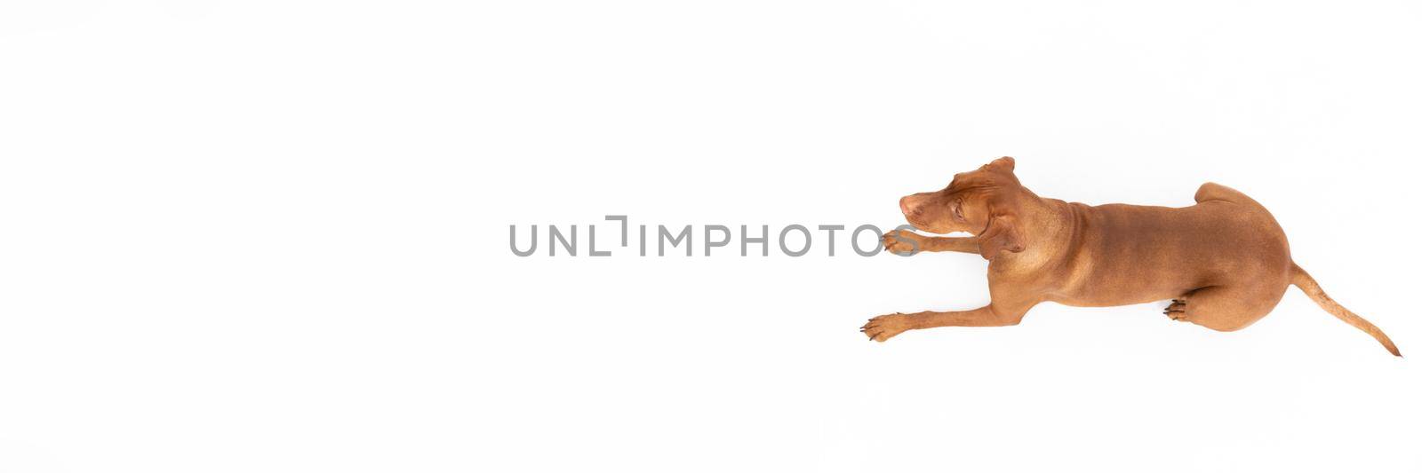 Panoramic frame. Hungarian Shorthaired Pointed Dog - hunting dog. Female dog lies with open muzzle isolated from the background.