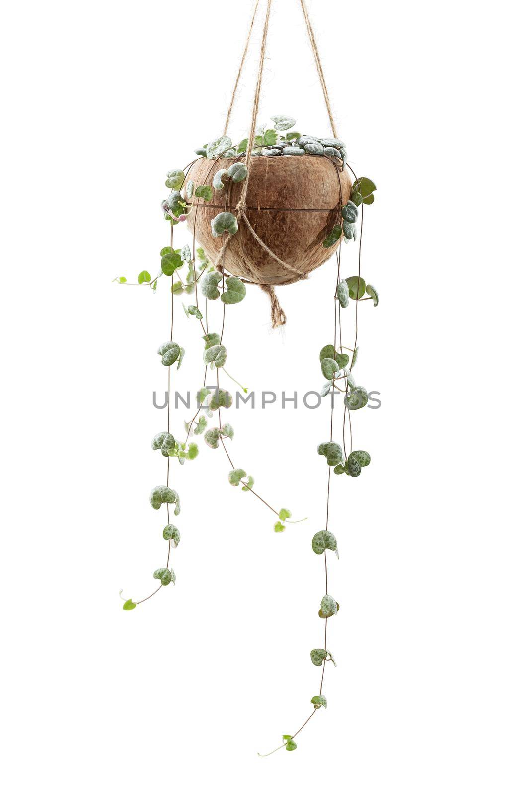 Ceropegia woodii plant or String of Hearts houseplant in DIY coconut shell pot isolated on white isolated background