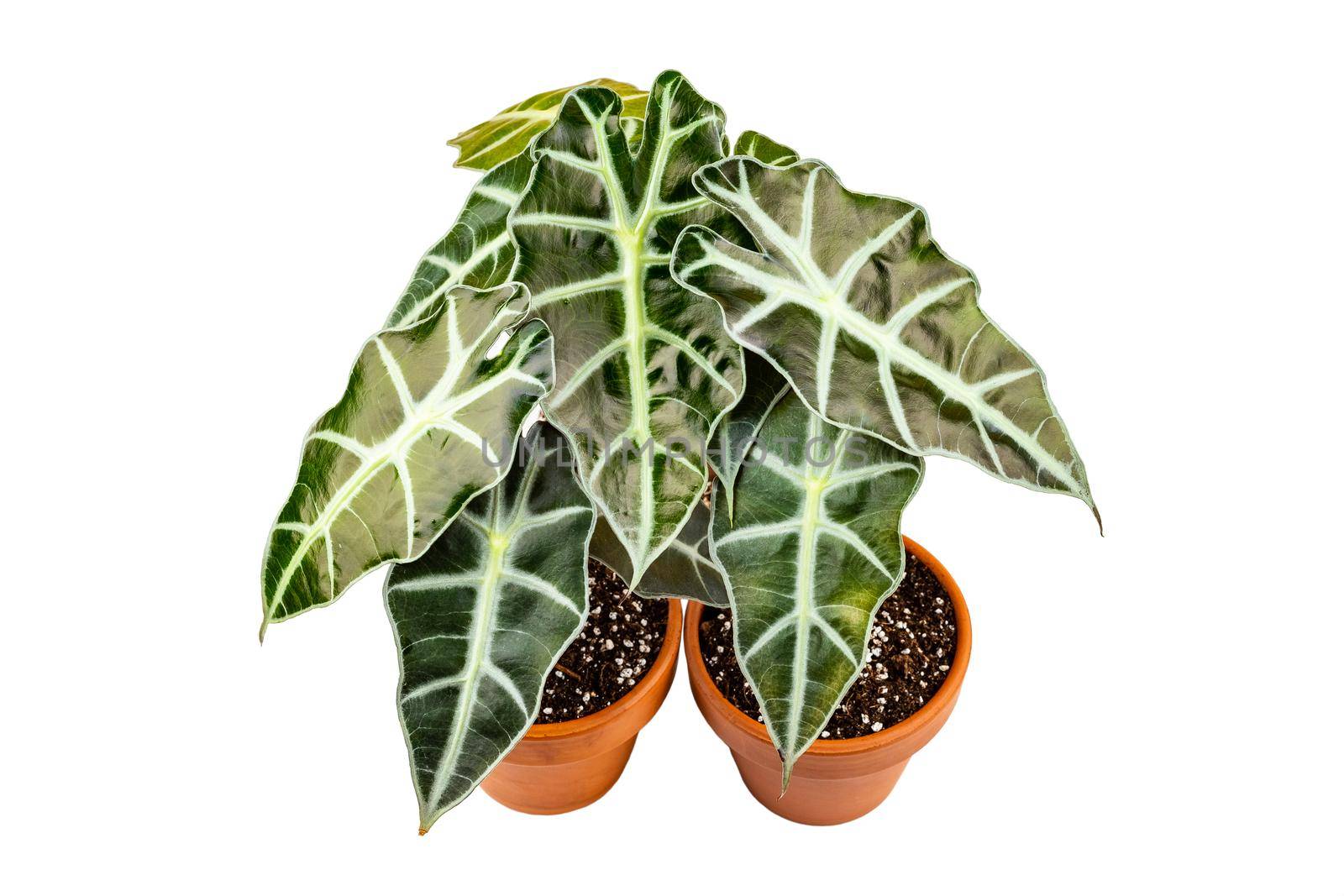 Alocasia Polly or Alocasia Amazonica and African Mask Plant potted plants isolated on white background