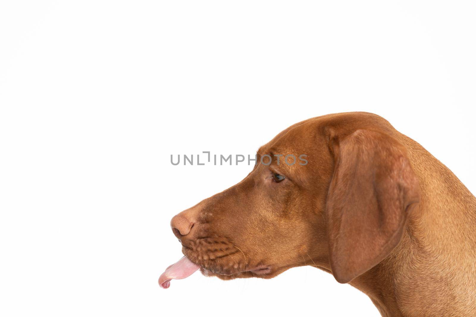 The dog sticks its tongue out of its mouth. Close-up view of the very head of a purebred female dog. The Hungarian Shorthaired Pointed Dog the ideal hunting animal for hunters.