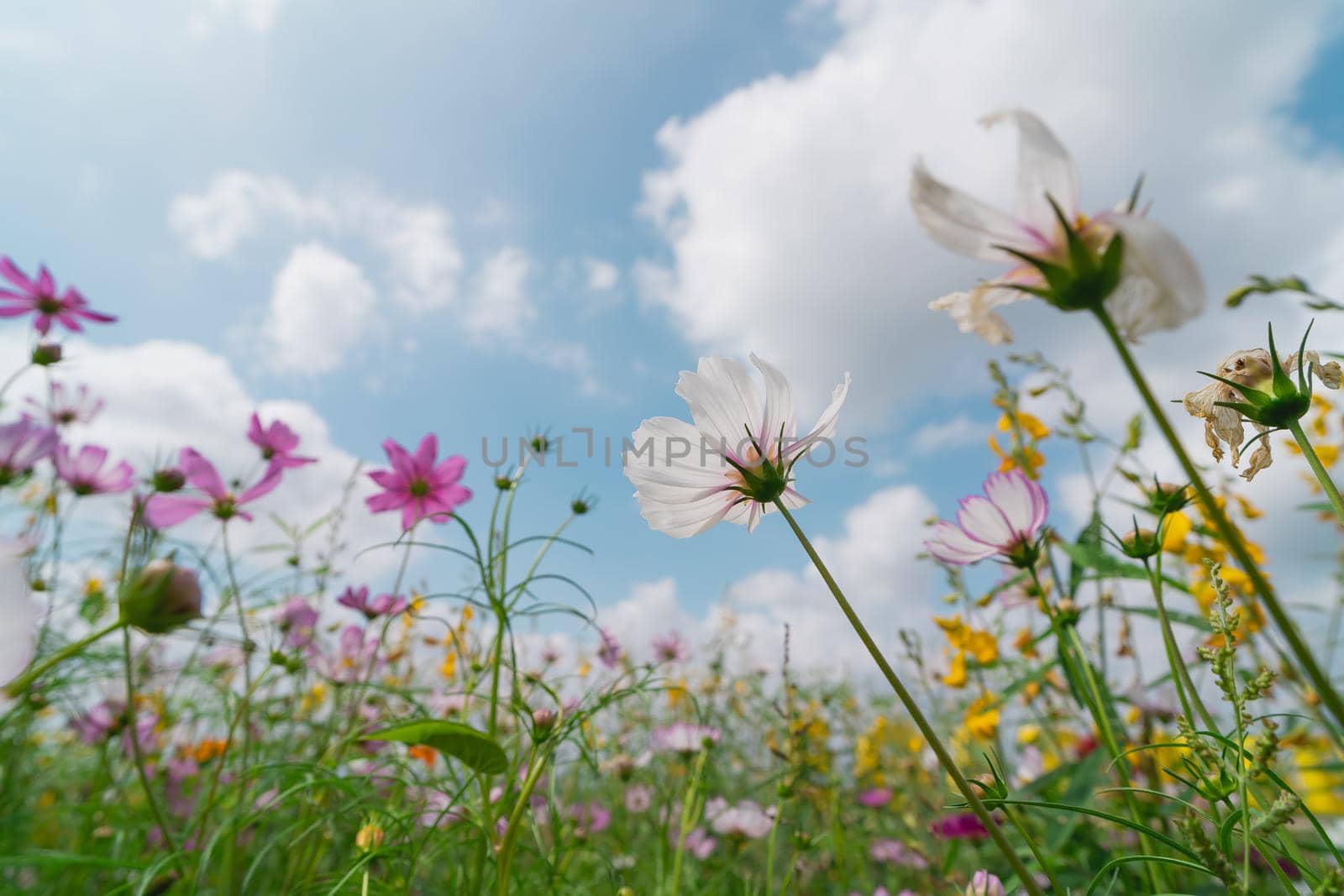 Beautiful cosmos flowers blooming in garden. Colorful cosmos flowers in spring morning and blue sky. by Wmpix