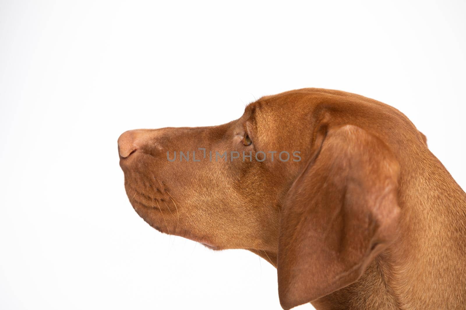 The dog looks ahead. Hungarian shorthaired gelding ideal hunting animal for hunters. Close-up view of the very head of a purebred female dog.