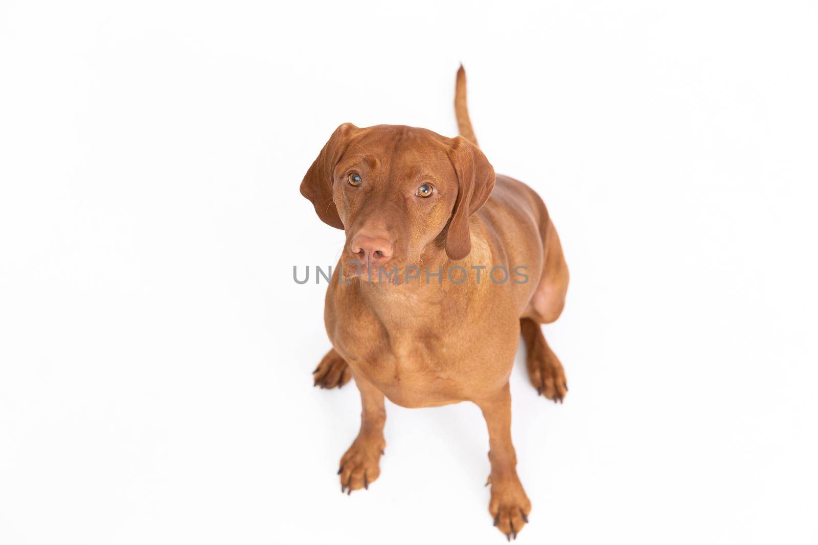 View of a female dog sitting and looking up. The Hungarian shorthaired gelding is a breed used in hunting. View from above.