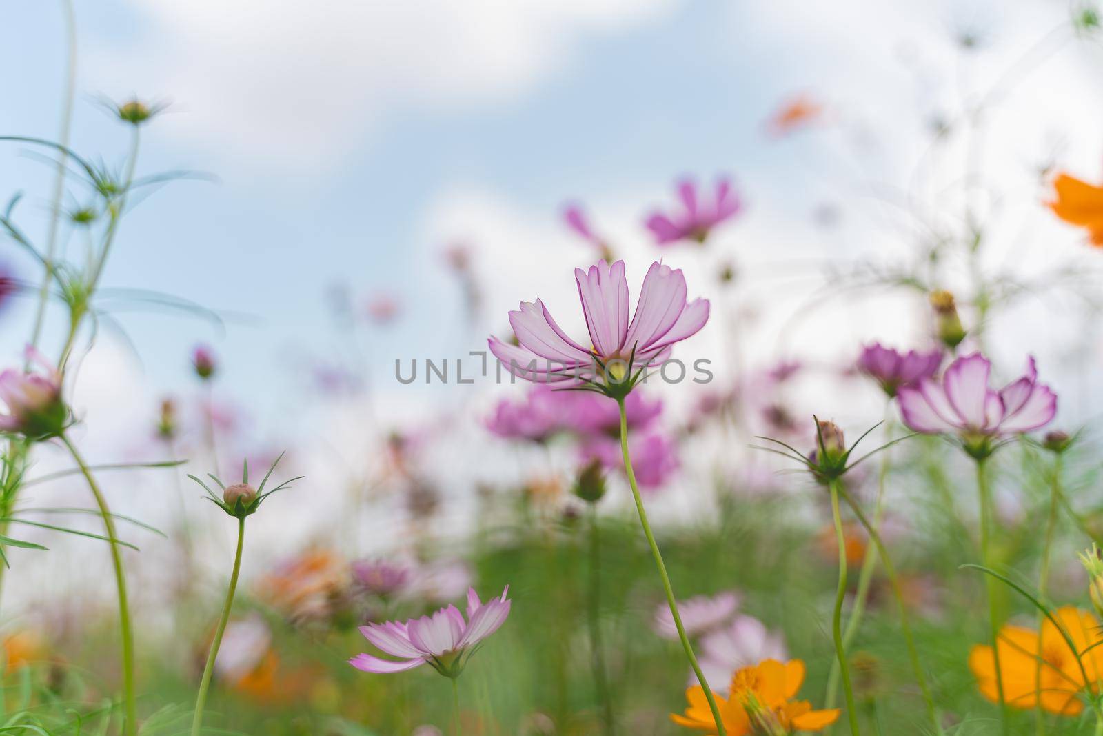 Beautiful cosmos flowers blooming in garden. Colorful cosmos flowers in spring morning and blue sky. by Wmpix