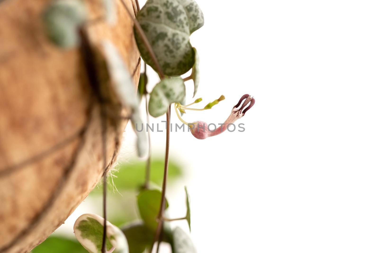 Ceropegia woodii plant flowering. String of Hearts houseplant bloom on white isolated background