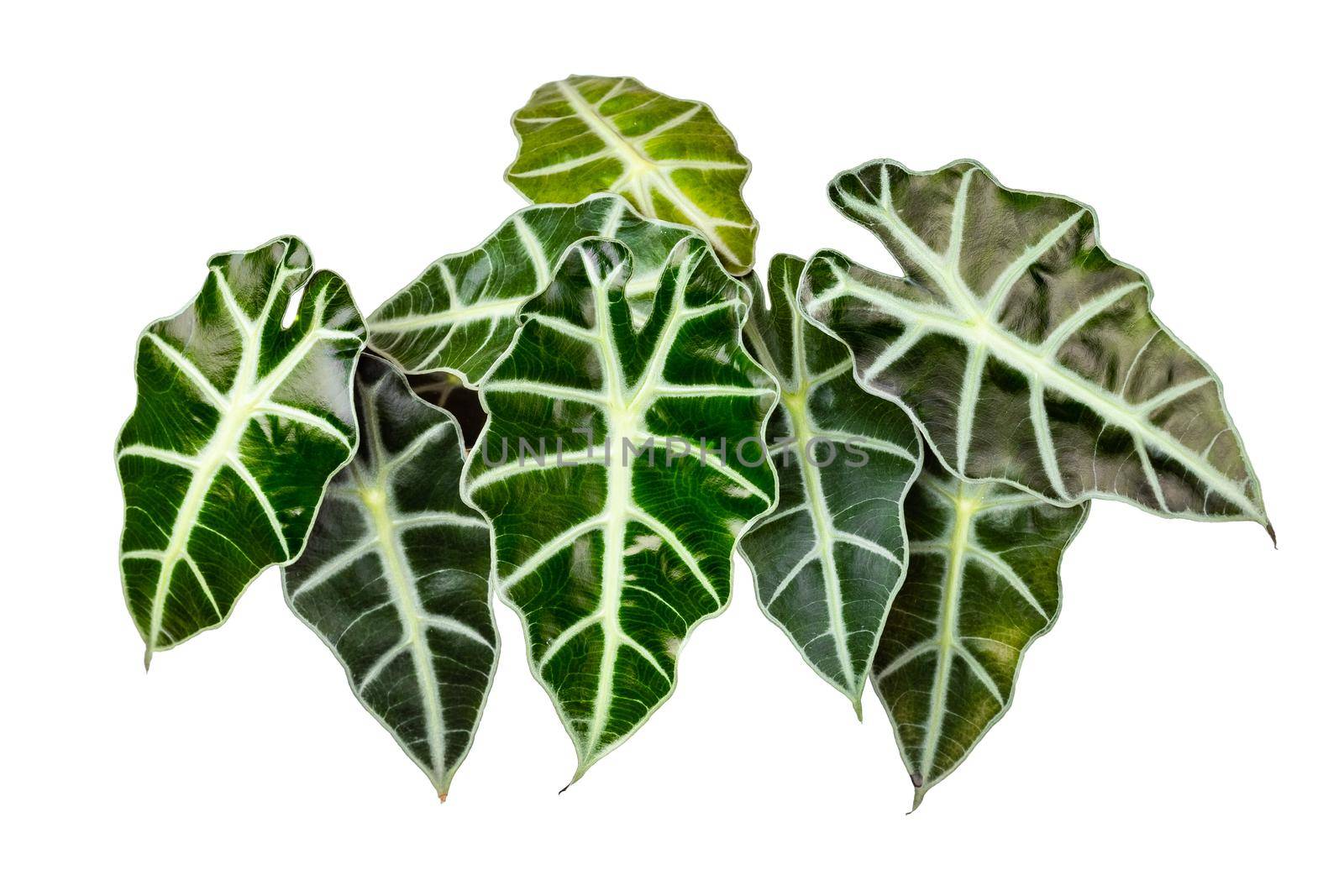 Alocasia Polly or Alocasia Amazonica and African Mask Plant leaves isolated on white background