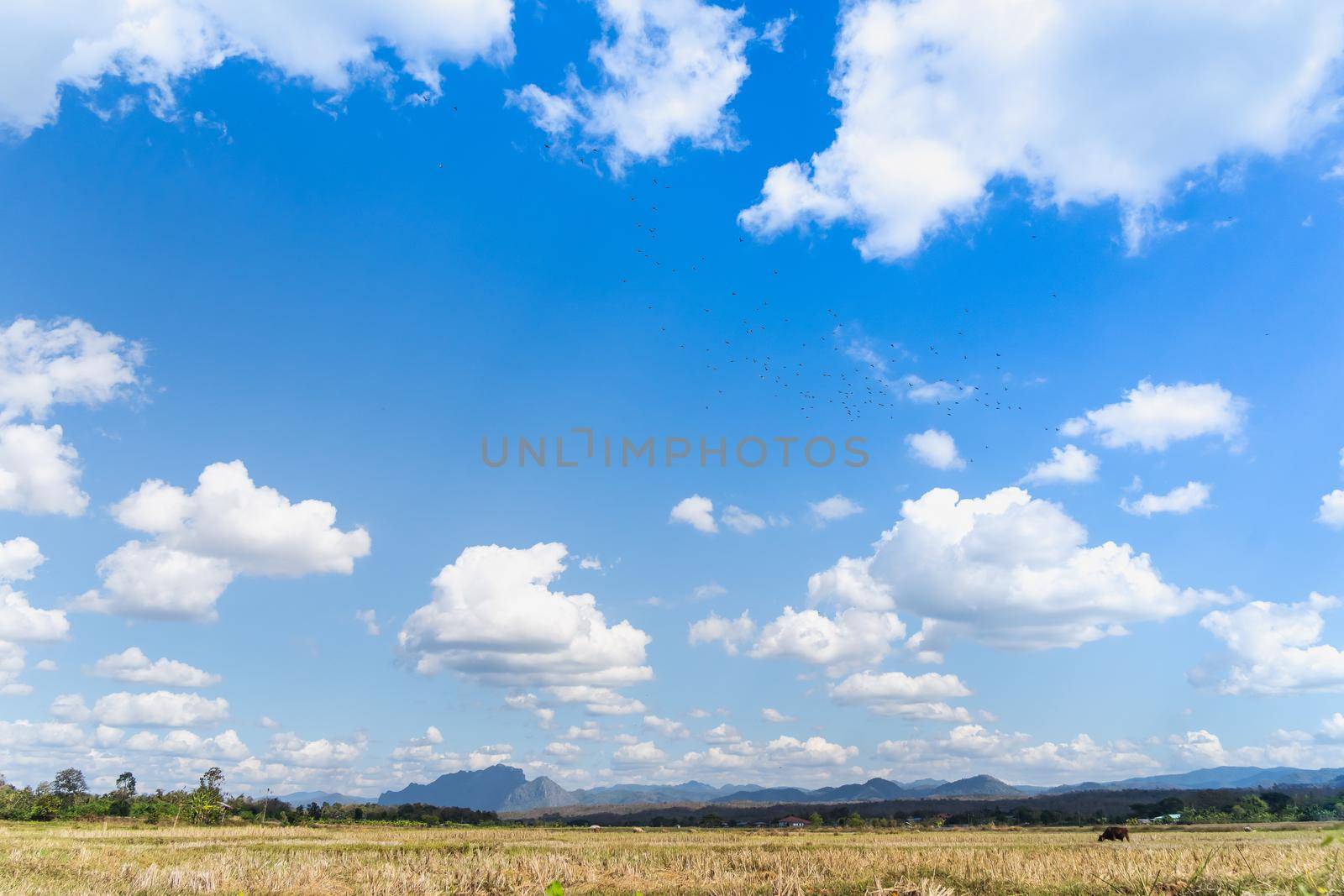Summer blue sky clouds background. Beauty clear cloudy in sunshine calm bright winter air bacground. by Wmpix