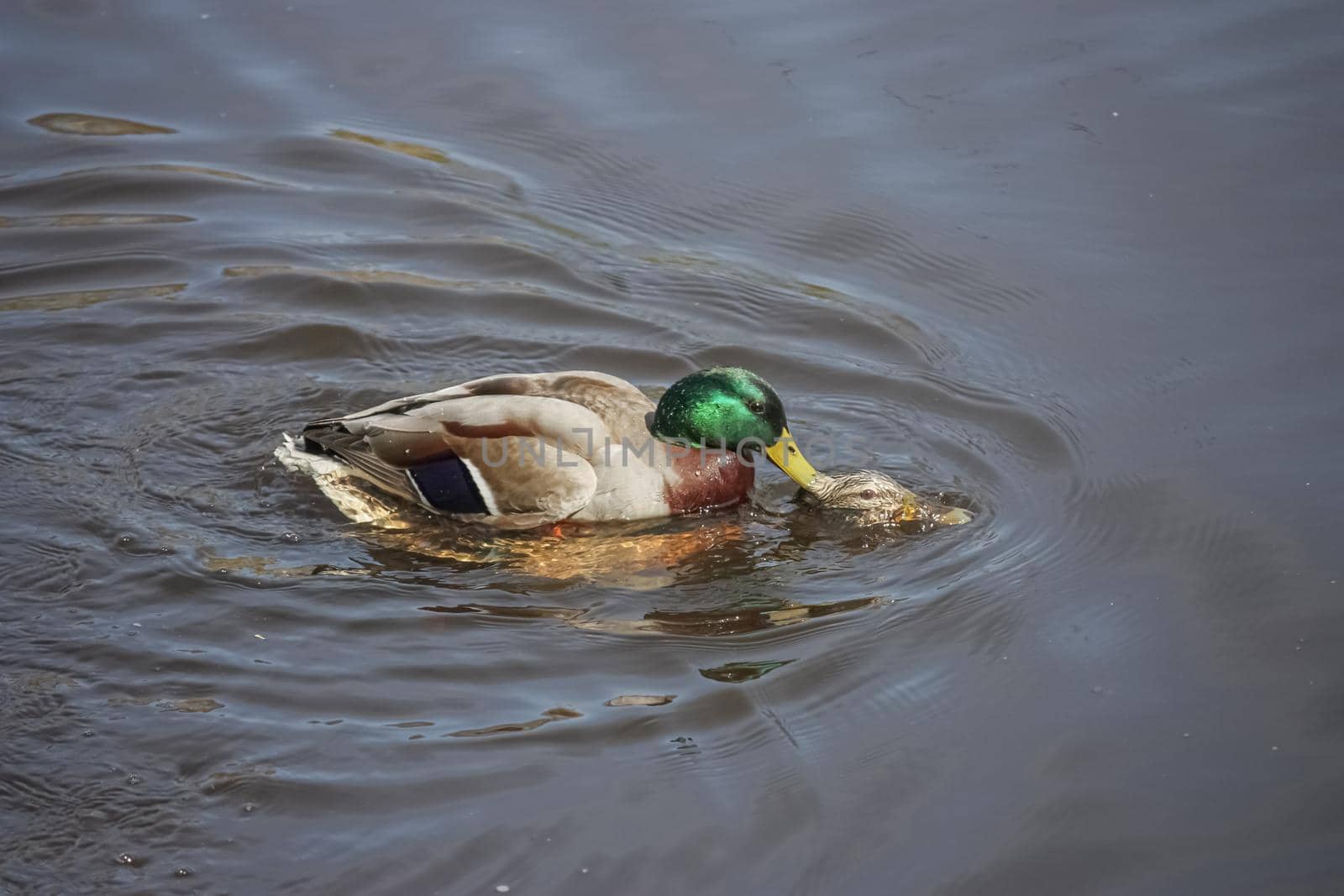 A pair of wild mallards mate in the water, the male grabs the female by the neck with his beak and holds his head underwater. Anas platyrhynchos,