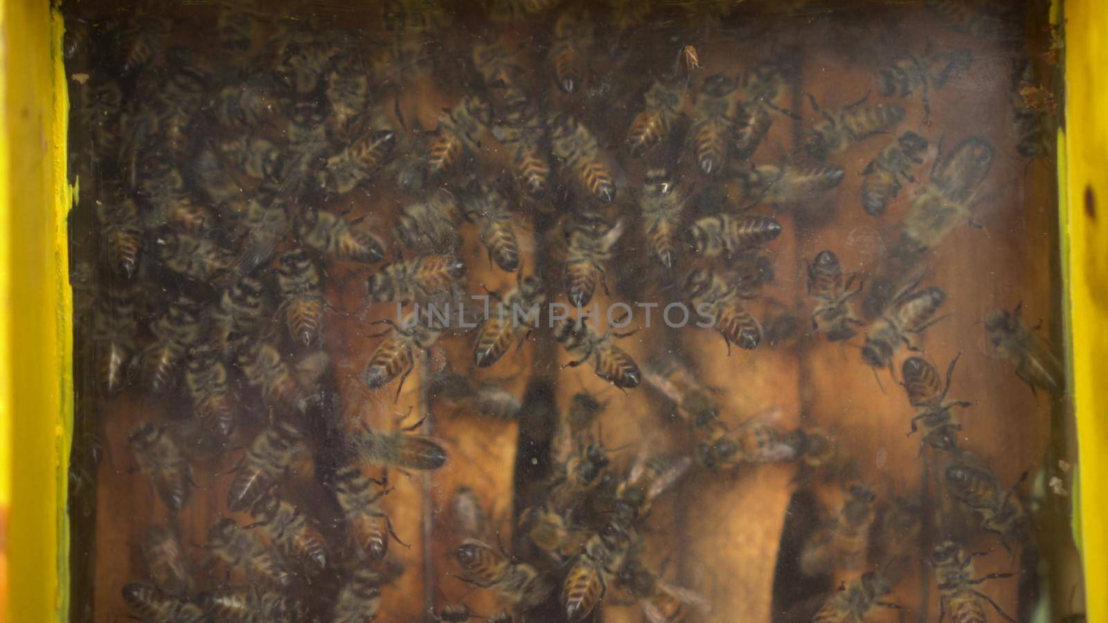 Honey bees in an exhibition hive with transparent glass. Bees on honeycombs close-up. 4k