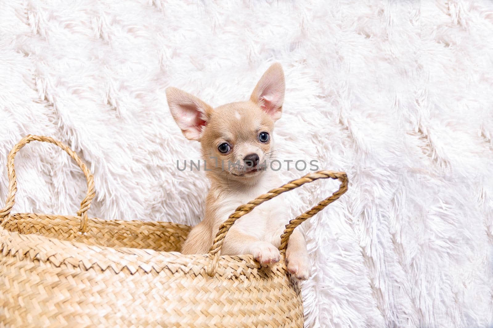 Cute Light chihuahua puppy sitting In Wicker basket at white background and looking at camera with space for text.