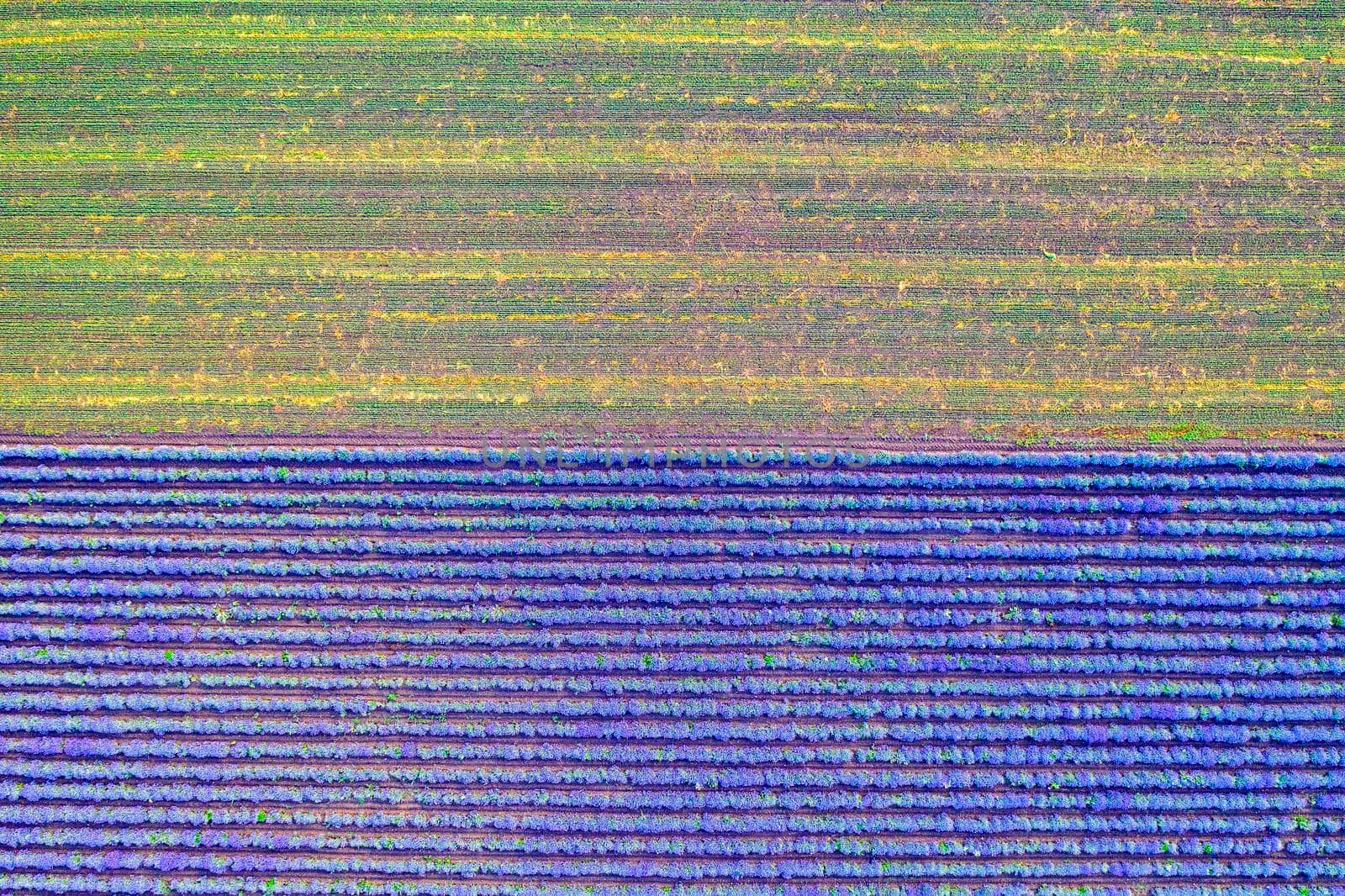 Aerial view of lavender and harvested field. Top view